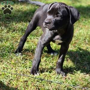 Kaye, Cane Corso Mix Puppy